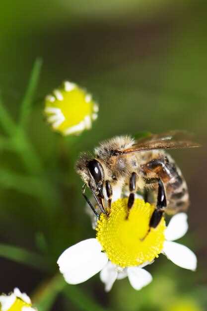 Les rêves d'abeilles : une signification mystérieuse
