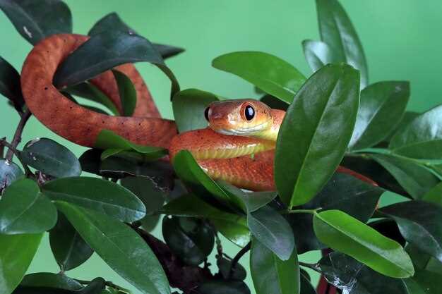 Rêver d'un tigre exotique : signification