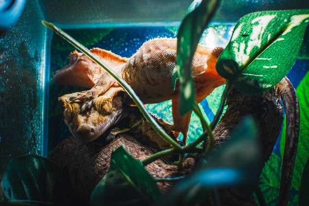 Le rêve d'un éléphant exotique : décryptage psychologique