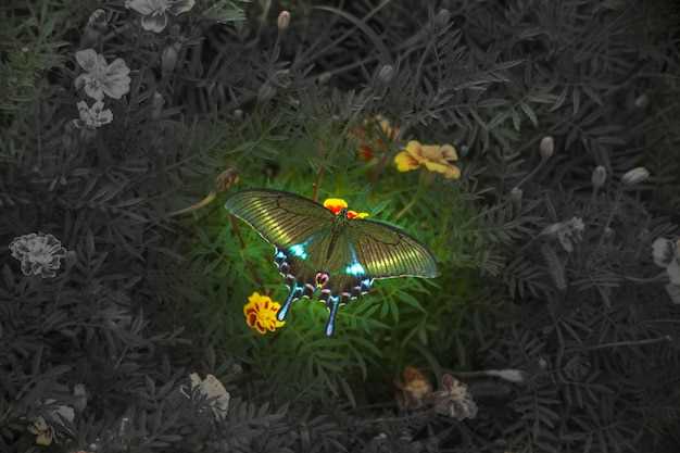 La voyance avec l'anneau de grenouille