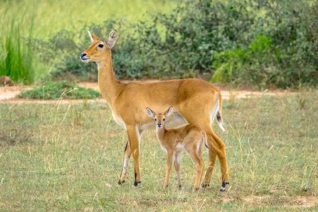 L'antilope comme messagère de la nature et de la terre