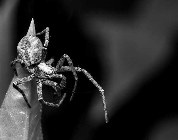 Les enseignements que peut apporter l'araignée noire et blanche en rêve