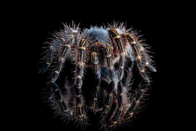 Les coléoptères : représentation de la persévérance et de la transformation