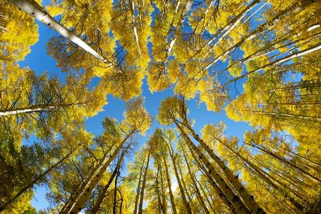 Les hypothèses et les interprétations