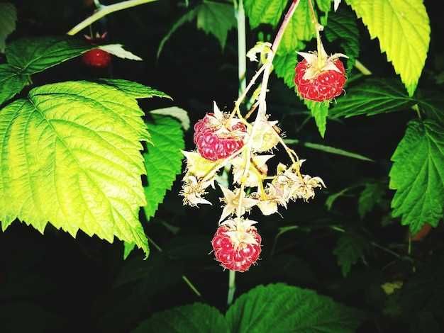 Les fleurs dans les rêves spirituels