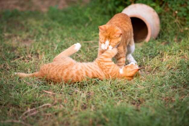 Les symboles et le langage des rêves de chatons roux