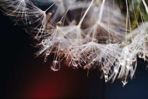 La signification des araignées dans les rêves