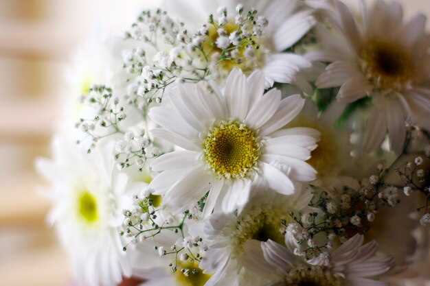 Signification d'un bouquet de marguerites blanches en rêve