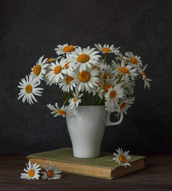 La marguerite blanche : une fleur de remède