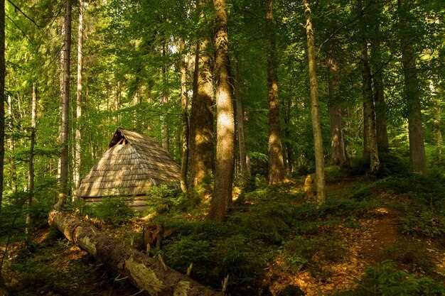 Décryptage des cônes dans la forêt en rêve