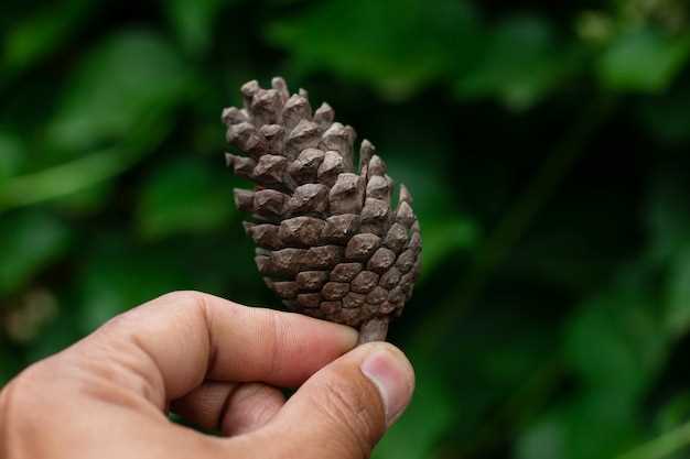 La forme des cônes de pin