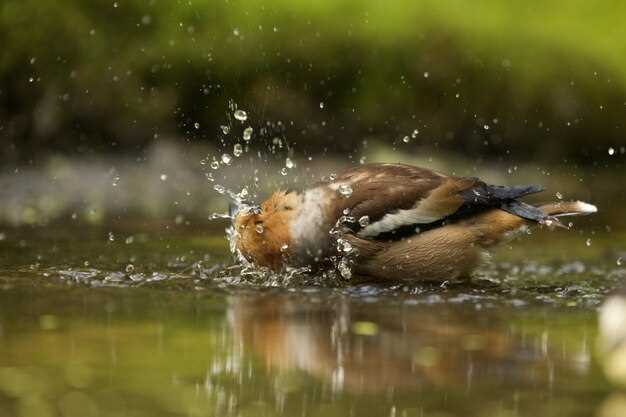 Les canards morts en rêve : quelles significations ?