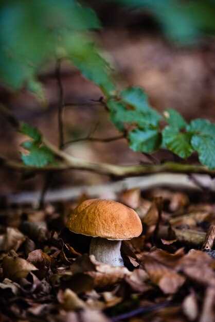 Le champignon magique et enchanteur