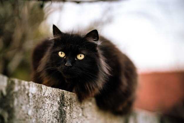 Influence culturelle et superstitieuse du chat noir