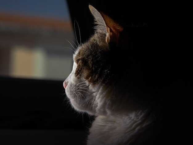 rever d un chat noir et blanc