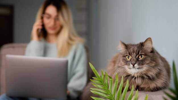 Les différents types de chats parlants