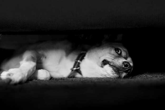 Chaton noir et blanc en rêve : quelle signification ? Décryptage et analyse undefined1. Le contraste entre le bien et le mal</strong><noscript><img decoding=