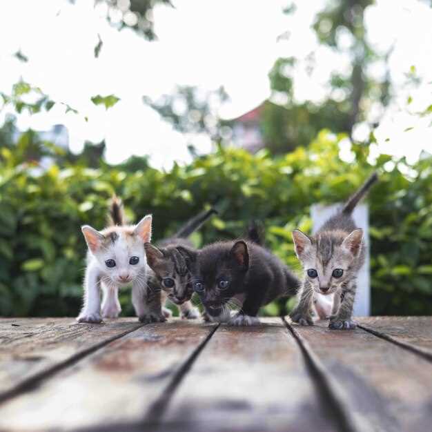 Les différentes interprétations d'un chaton qui chasse une souris dans les rêves