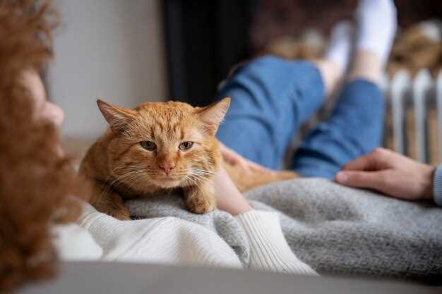 Les chatons errants peuvent également symboliser notre désir de liberté et d'indépendance. Ils représentent souvent notre besoin de prendre soin de nous-mêmes et d'explorer le monde qui nous entoure. Les chatons errants dans nos rêves peuvent également être un rappel de la nécessité d'être compatissants envers les autres, de prendre soin des plus vulnérables et de ne pas négliger nos responsabilités envers ceux qui ont besoin de notre aide.