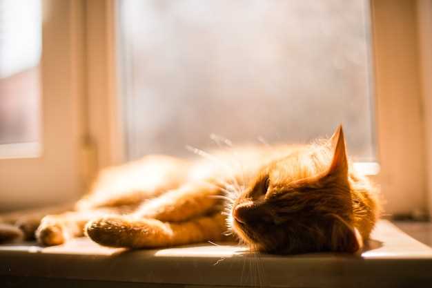Les chatons rouges dans les rêves : signes de protection
