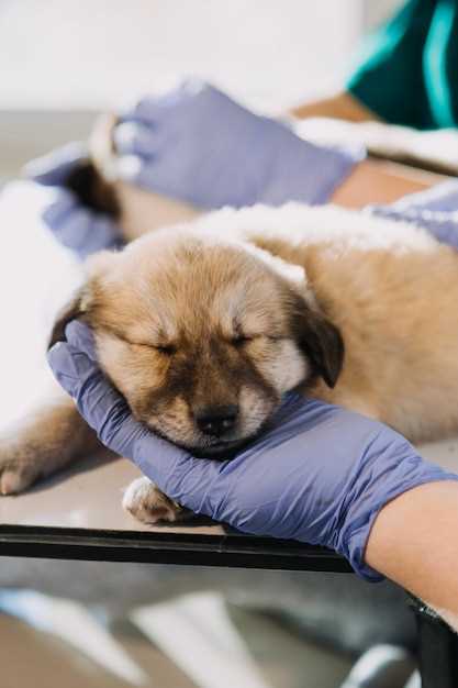 Le chien blessé et les relations