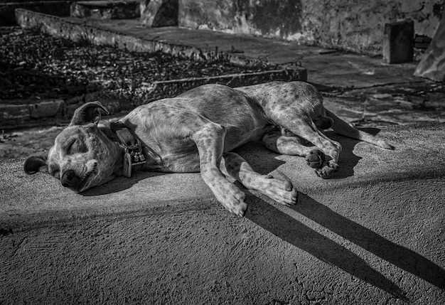 La symbolique du chien de berger dans les rêves