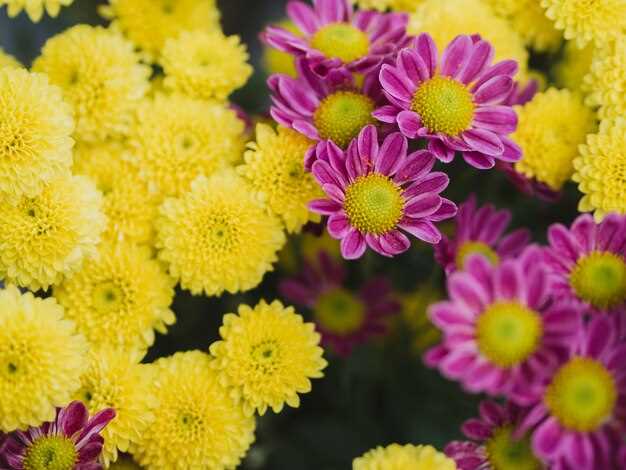 Signification positive du chrysanthème en rêve :