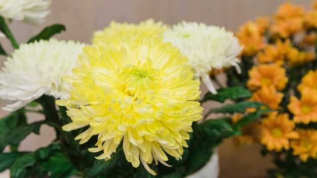 Chrysanthème : origine et symbolisme