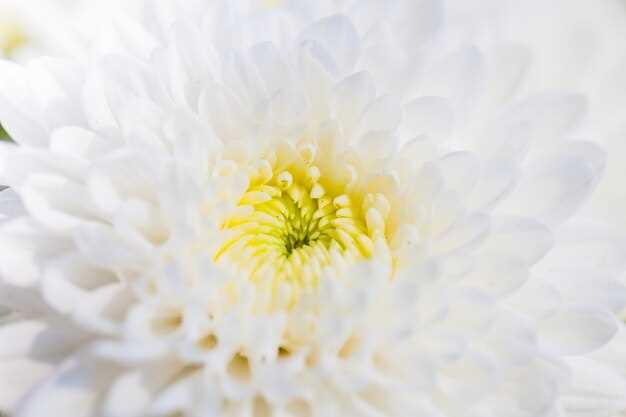 Décryptage du symbolisme des chrysanthèmes blancs