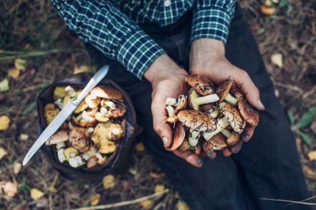 Cueillette de morilles en forêt en rêve : influence sur la vie quotidienne