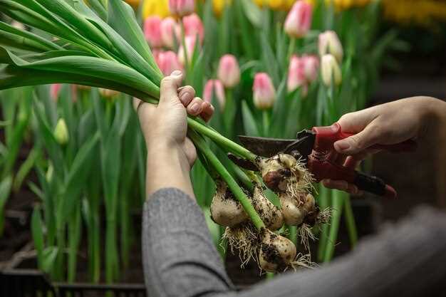 Le muguet: porte-bonheur ou superstition?