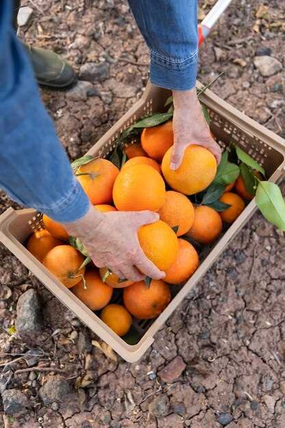 Les abricots en rêve : symbole de fertilité et de créativité