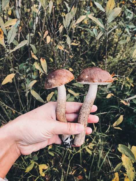 Interprétation psychologique des champignons en rêve