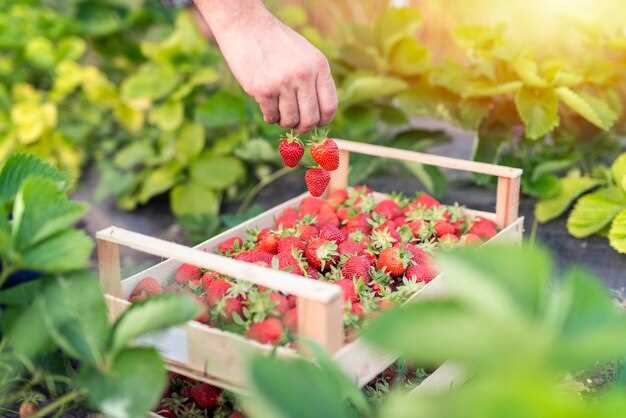 Le lien entre les bois et la cueillette des fraises en rêve