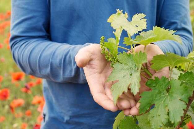 La présence du buisson de framboises : une image de la nature