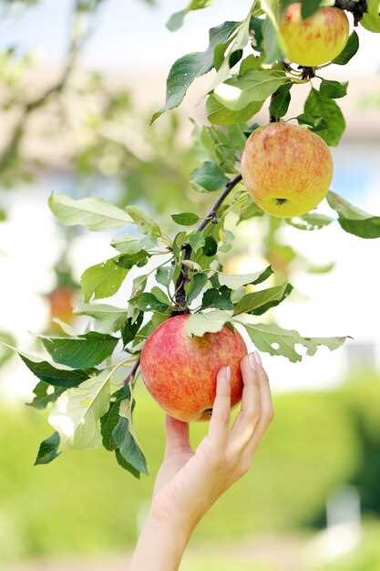 Les émotions liées à la cueillette des pommes