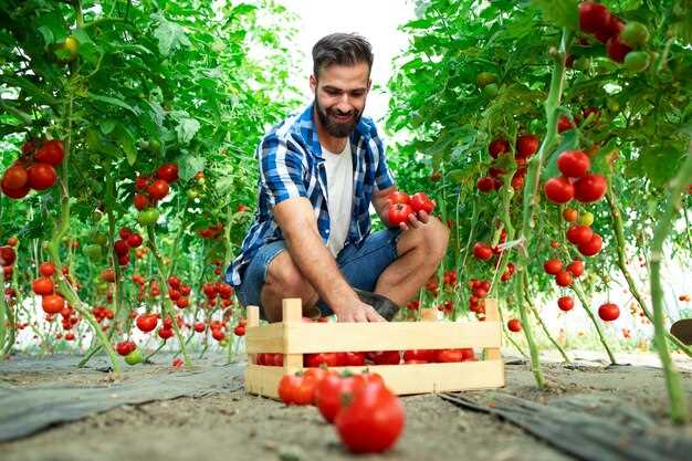 Cueillir des tomates rouges sur le buisson en rêve