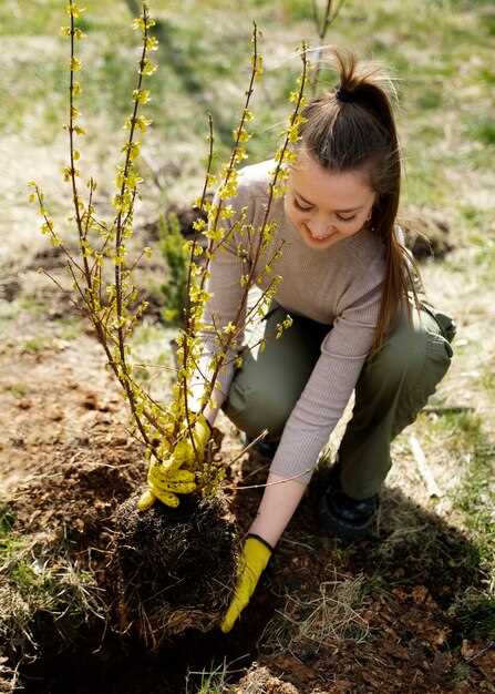 Déterrer les jeunes pousses d'arbres en rêve