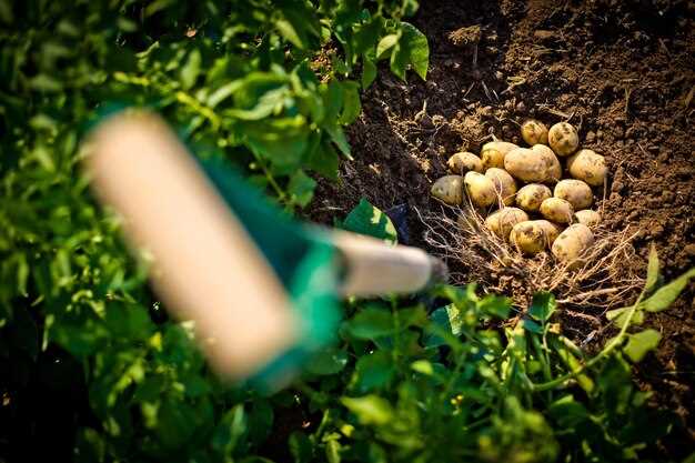 Les pommes de terre et la nourriture dans les rêves : une connexion essentielle