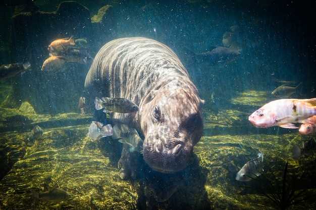 Symbolisme des animaux géants