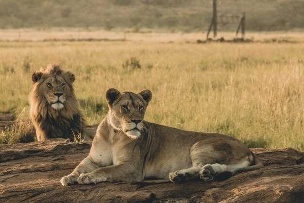 La symbolique du lion dans l'astrologie