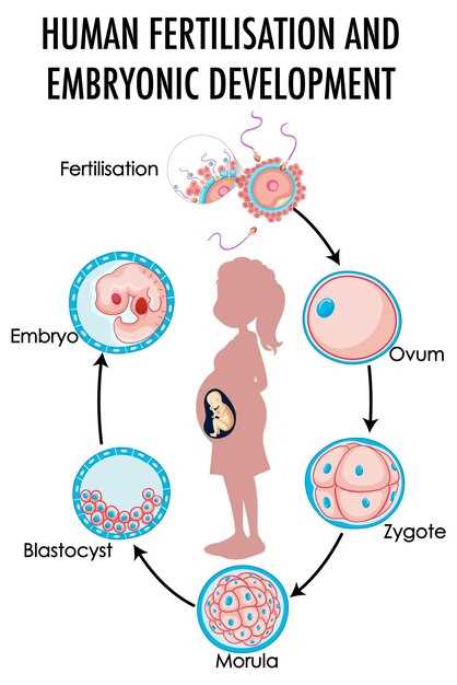 Embryon dans la main en rêve : quelle signification ?