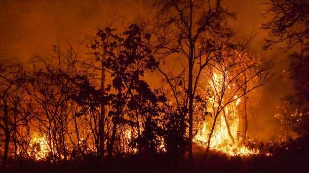 Les dangers perçus dans le rêve de la forêt en feu