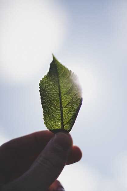 Décryptage des rêves avec des feuilles d'arbre