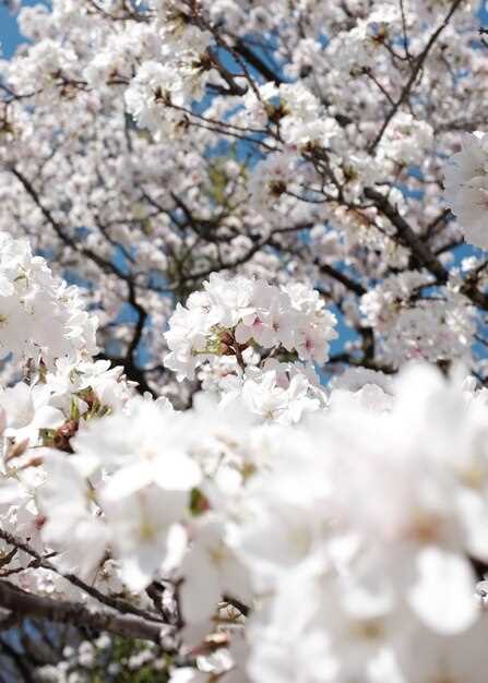 Les couleurs des fleurs dans la neige et leurs significations