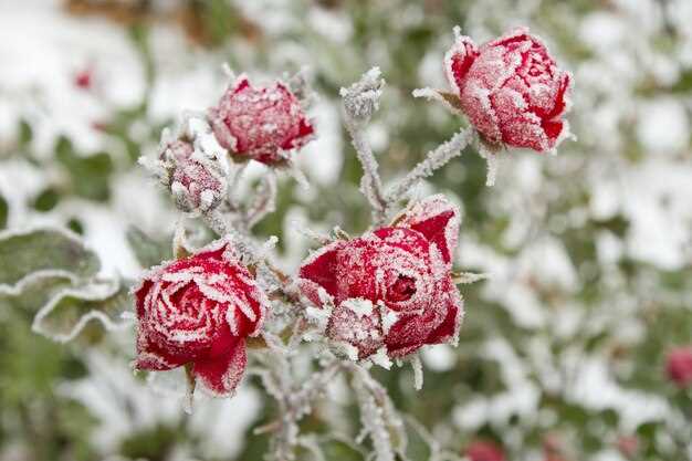 Signification des couleurs des fleurs