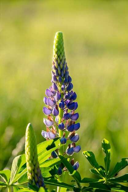 Les fleurs de cloches dans les rêves de guérison