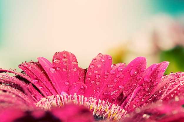 Le pouvoir des fleurs en rêve