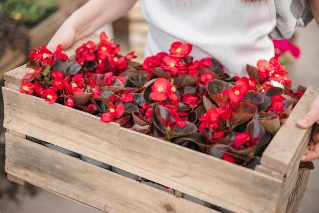 La symbolique des fleurs rouges