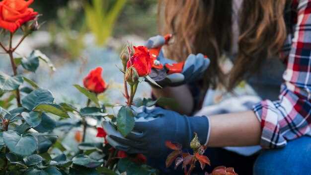 Les fleurs et la guérison